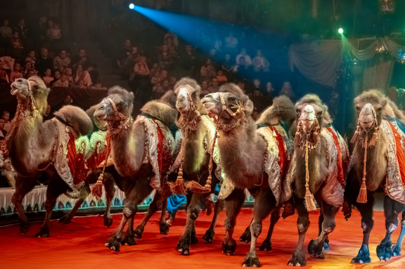 «Новогоднее Тропик-шоу»