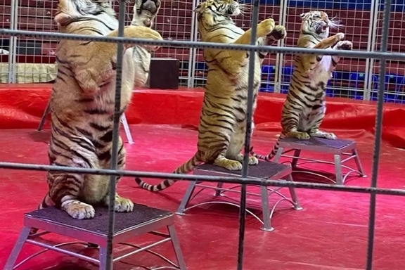 &Rcy;&ocy;&scy;&tcy;&ocy;&vcy;&scy;&kcy;&icy;&jcy; &tscy;&icy;&rcy;&kcy; &shcy;&acy;&pcy;&icy;&tcy;&ocy; "&Acy;&Rcy;&IEcy;&Ncy;&Acy; &Mcy;&Acy;&Kcy;&Acy;&Ocy;"