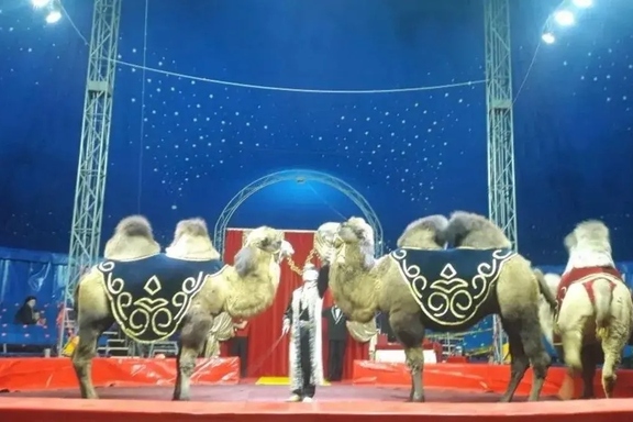 &Rcy;&ocy;&scy;&tcy;&ocy;&vcy;&scy;&kcy;&icy;&jcy; &tscy;&icy;&rcy;&kcy; &shcy;&acy;&pcy;&icy;&tcy;&ocy; "&Acy;&Rcy;&IEcy;&Ncy;&Acy; &Mcy;&Acy;&Kcy;&Acy;&Ocy;"