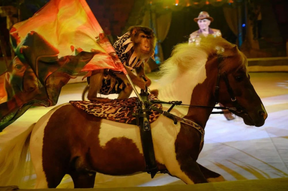 «Новогоднее Тропик-шоу»