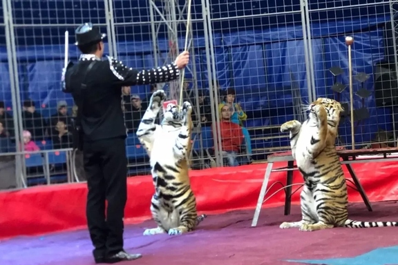 &Rcy;&ocy;&scy;&tcy;&ocy;&vcy;&scy;&kcy;&icy;&jcy; &tscy;&icy;&rcy;&kcy; &shcy;&acy;&pcy;&icy;&tcy;&ocy; "&Acy;&Rcy;&IEcy;&Ncy;&Acy; &Mcy;&Acy;&Kcy;&Acy;&Ocy;"